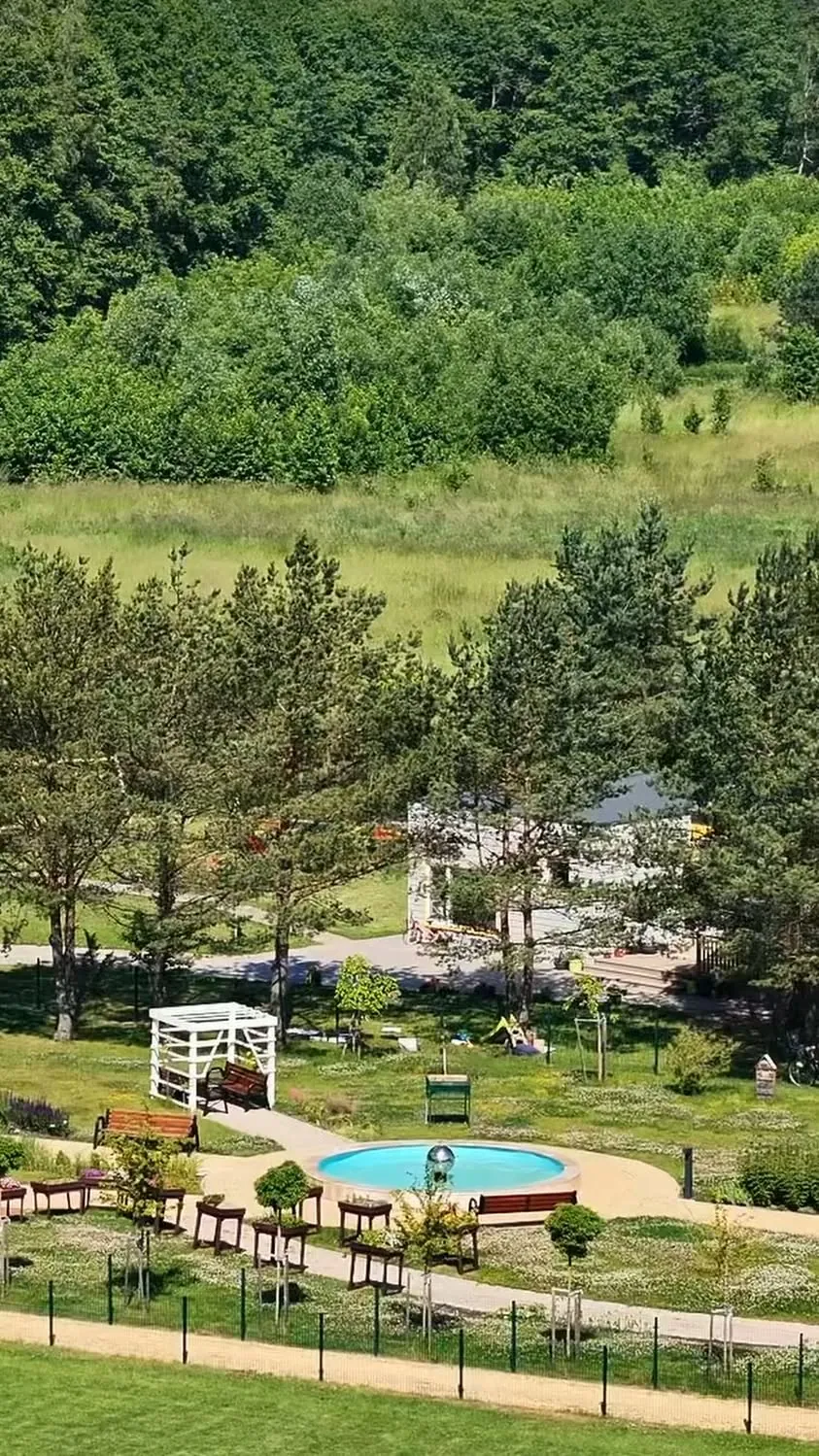 Žaluma ir pušys vasarą